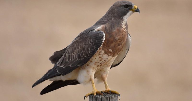 Hawks in Utah