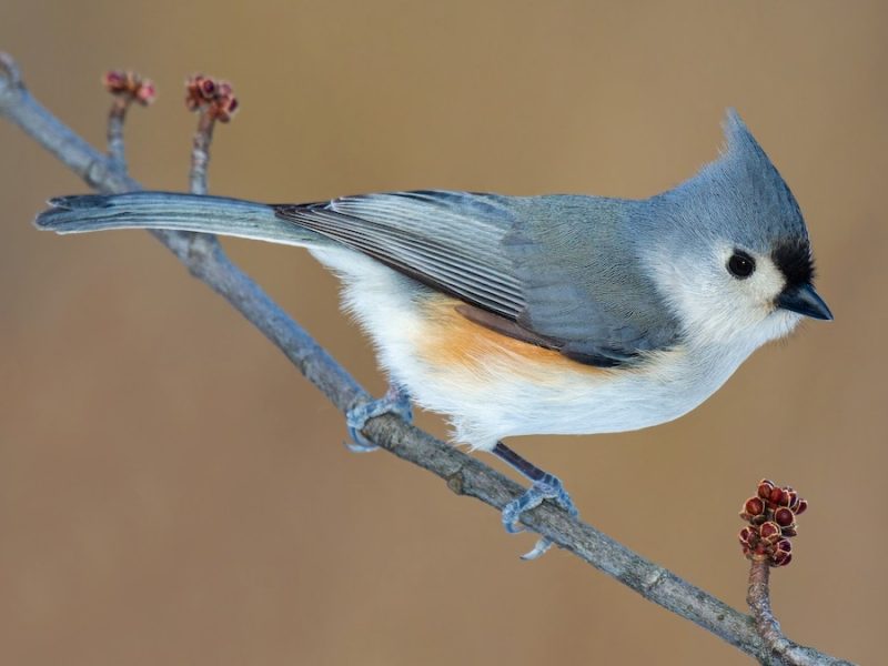Crested Woodland Bird