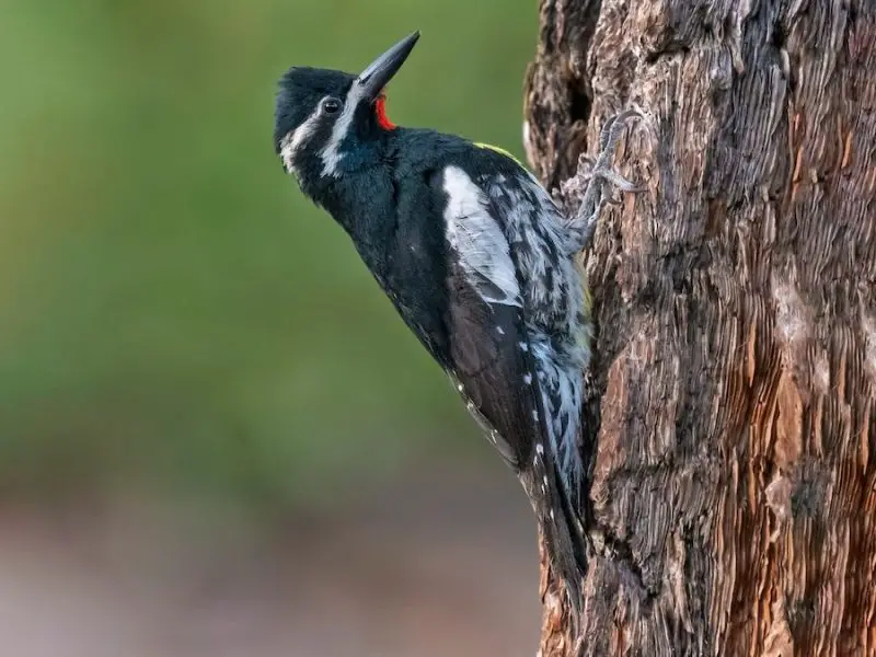 types of woodpeckers