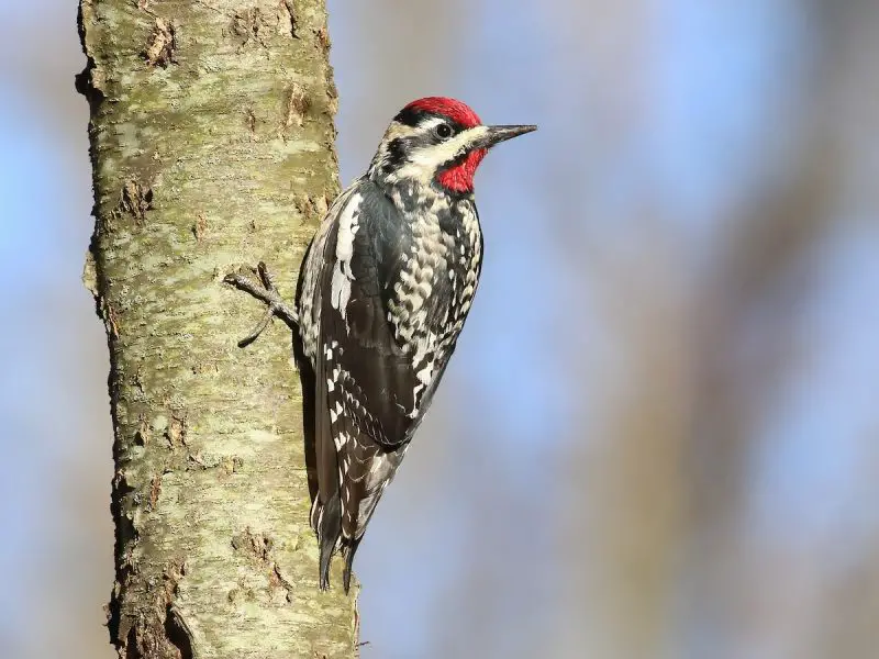 types of woodpeckers