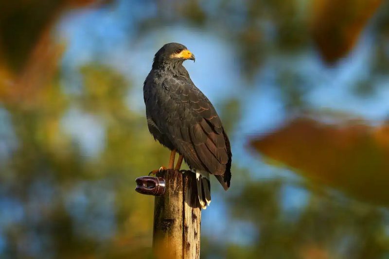 Hawks in Utah