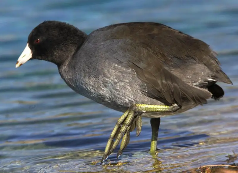 6 Wetland Birds You Should Know in Michigan
