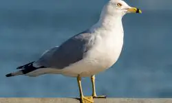 22 Types of Gulls in Michigan