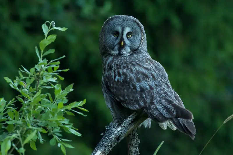 15 Most Unique and Special Bird Species Found Only in Idaho