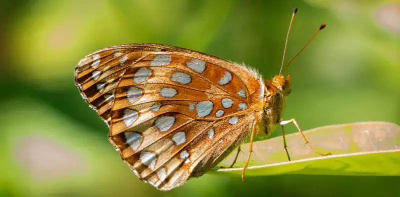 Top 15 Most Iconic Butterflies in the U.S.