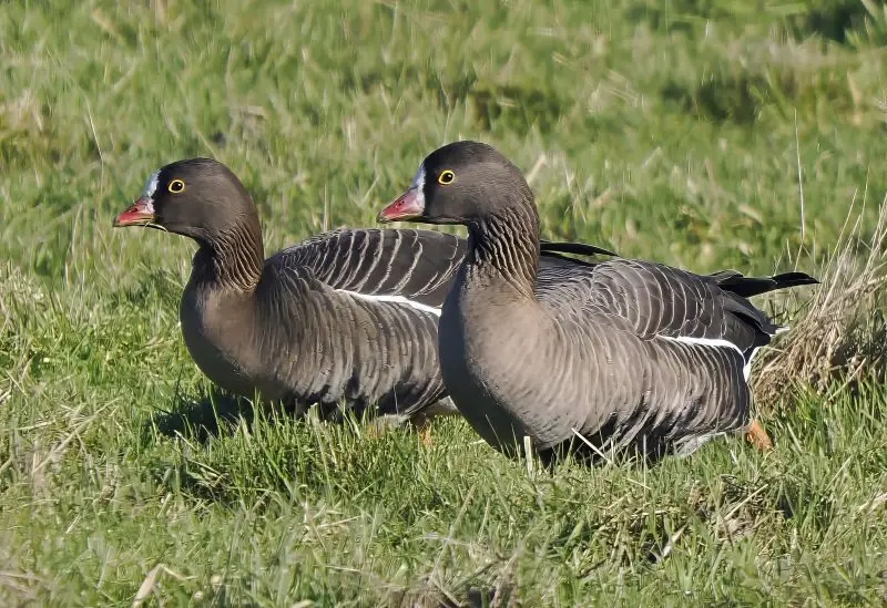 13 Species of Geese in Alaska