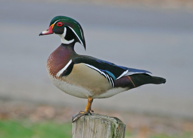 12 Duck Breeds in California