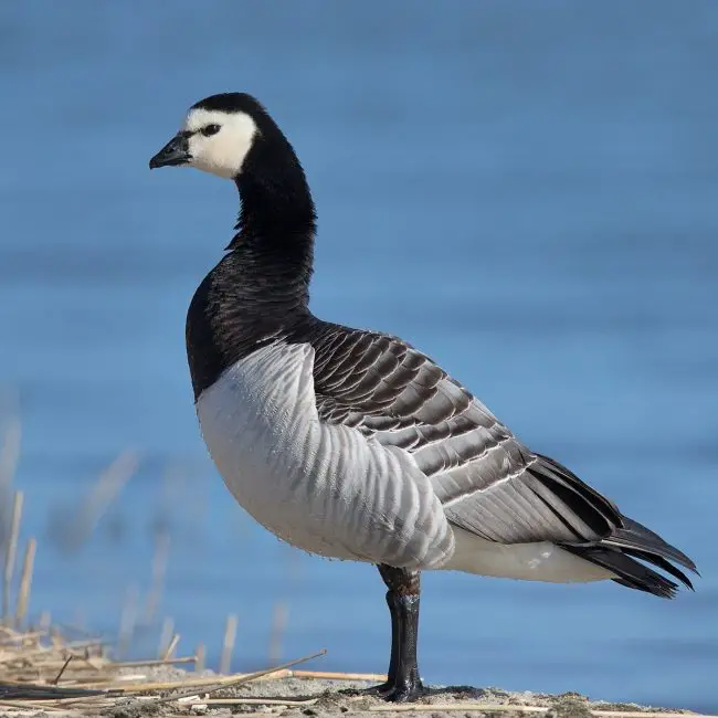 13 Species of Geese in Alaska