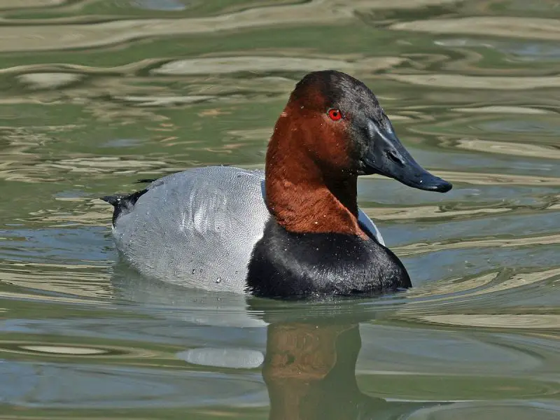 12 Duck Breeds in California