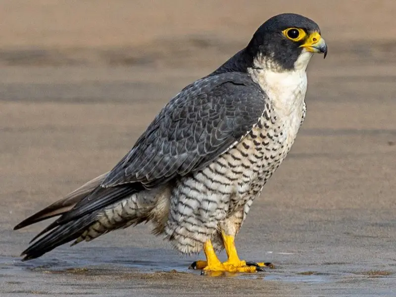 15 Most Unique and Special Bird Species Found Only in Idaho