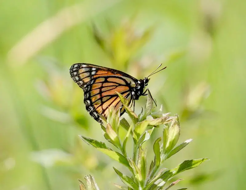 Top 15 Most Iconic Butterflies in the U.S.