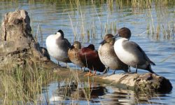 12 Duck Breeds in California (With Pictures)