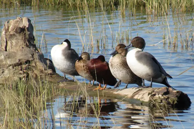 12 Duck Breeds in California (With Pictures)