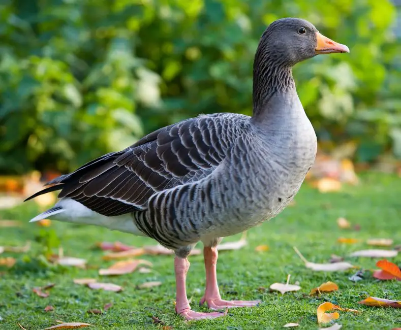 13 Species of Geese in Alaska
