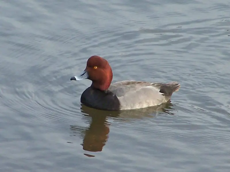 12 Duck Breeds in California