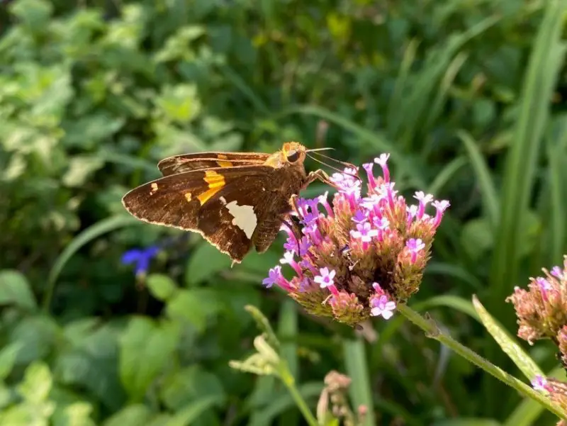 Top 15 Most Iconic Butterflies in the U.S.