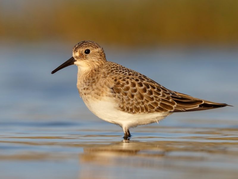 25 Remarkable Migratory Birds You Need to See