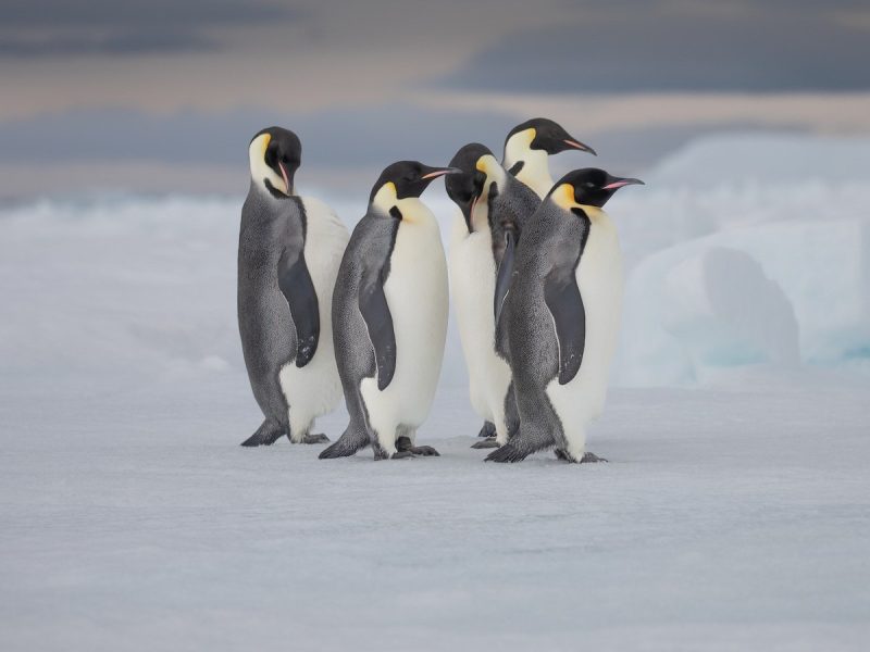 18 Species of Penguins in the World