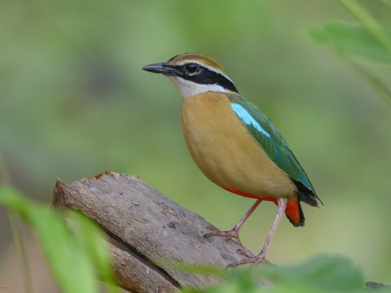 25 Remarkable Migratory Birds You Need to See