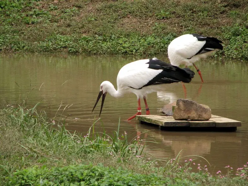 25 Remarkable Migratory Birds You Need to See