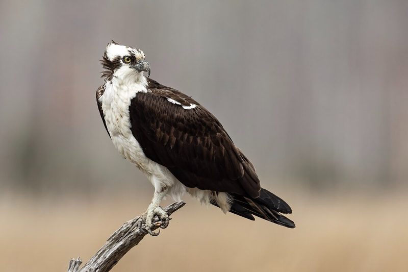 Top 15 Fascinating Birds That Eat Fish 