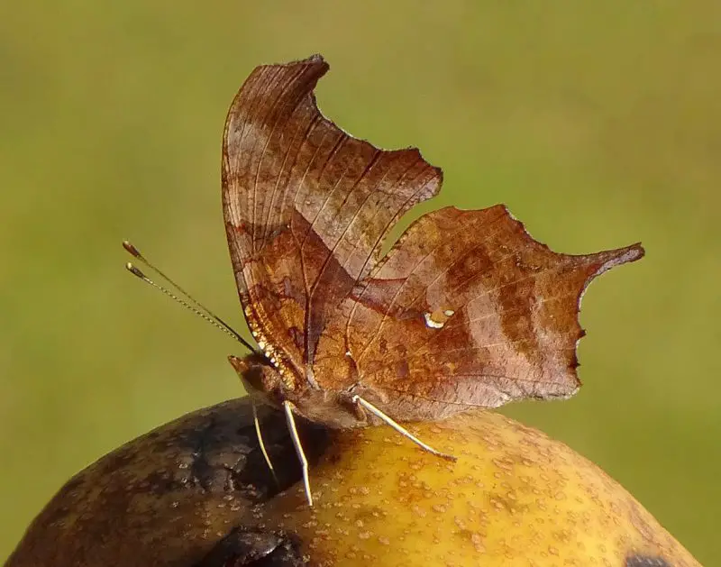 Top 15 Most Iconic Butterflies in the U.S.