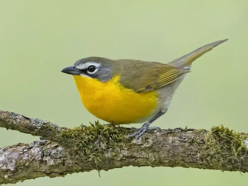 15 Most Unique and Special Bird Species Found Only in Idaho
