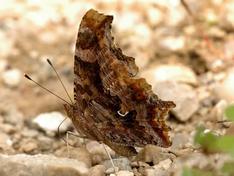 Top 15 Most Iconic Butterflies in the U.S.