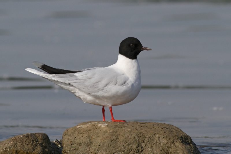 Birdwatching in Michigan: A Close Look at 31 Gull Species