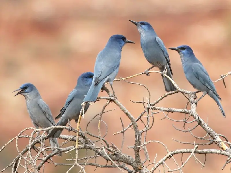15 Most Unique and Special Bird Species Found Only in Idaho