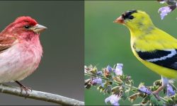 16 Most Unique and Special Bird Species Found Only in Idaho