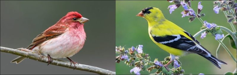 16 Most Unique and Special Bird Species Found Only in Idaho