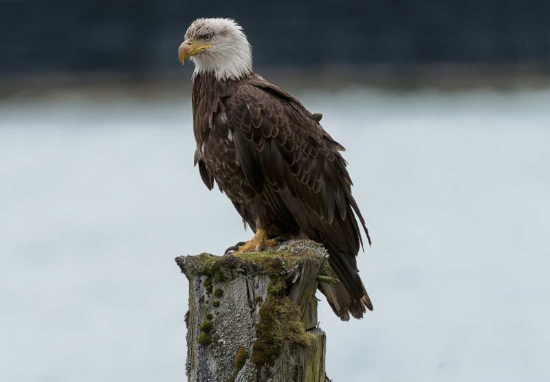 15 Most Unique and Special Bird Species Found Only in Idaho