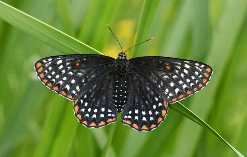 Top 15 Most Iconic Butterflies in the U.S.