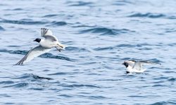 16 Types of Gulls in Alabama (With Identification Tips)