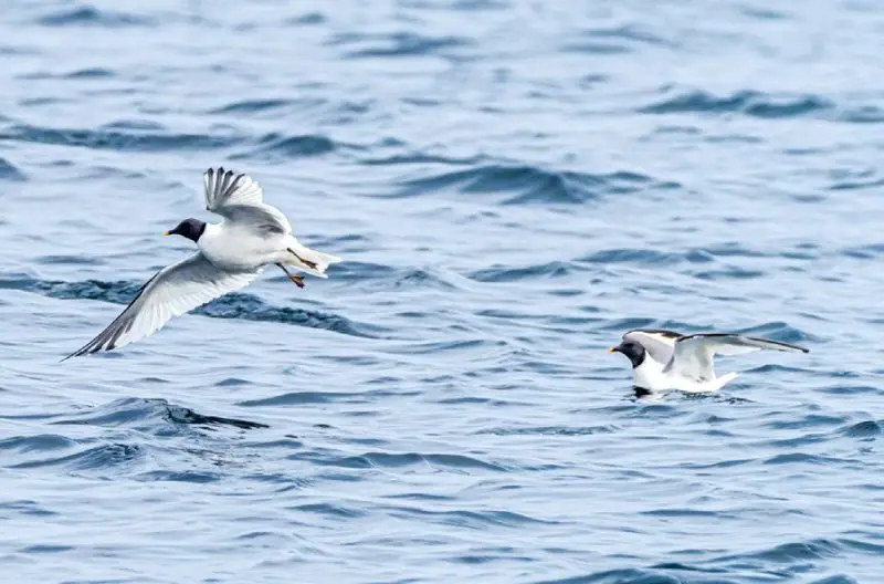 16 Types of Gulls in Alabama