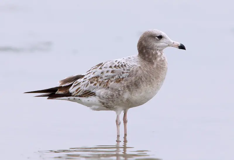 Birdwatching in Michigan: A Close Look at 31 Gull Species