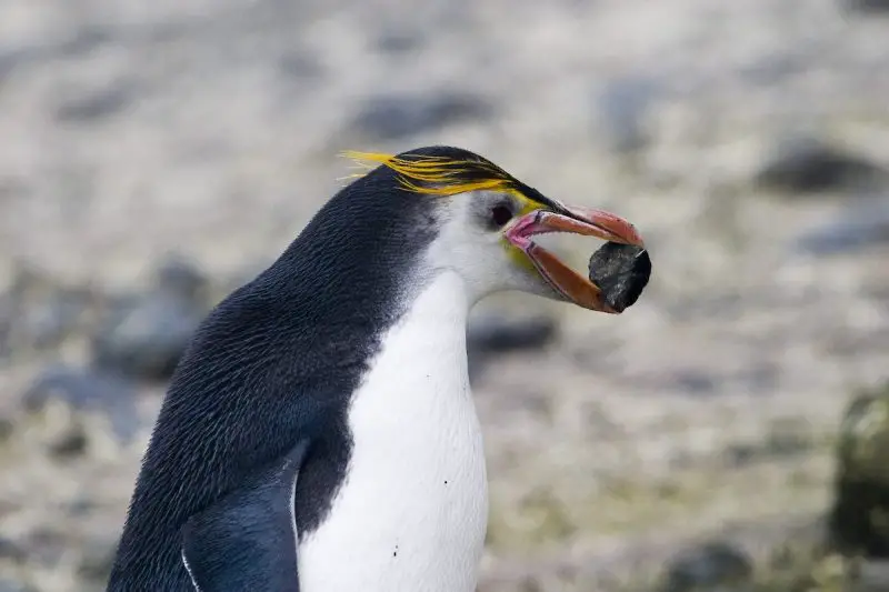 18 Species of Penguins in the World