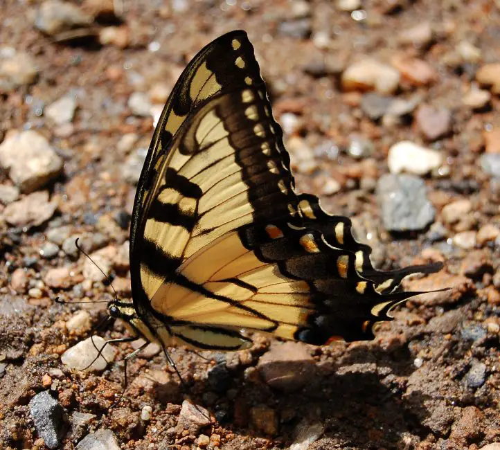 Top 15 Most Iconic Butterflies in the U.S.