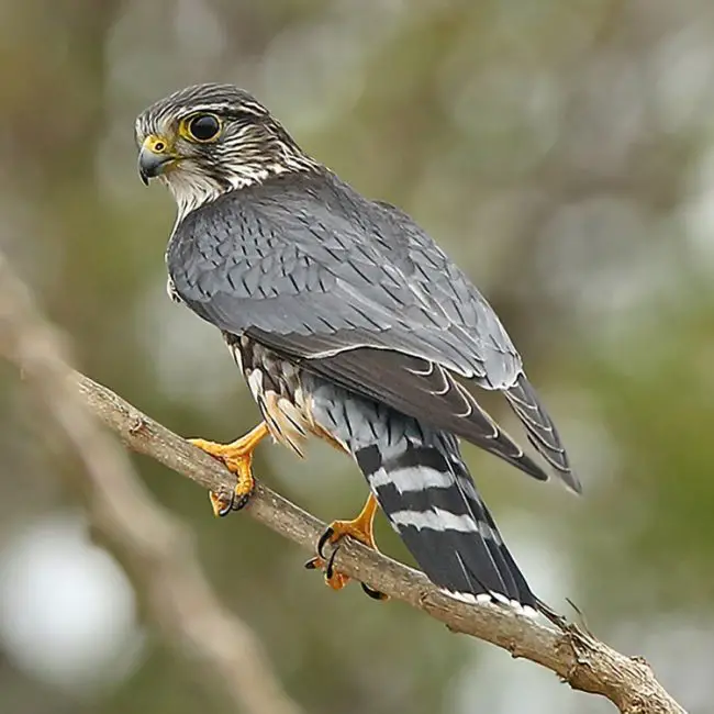 Top 3 Rare Falcons in Hawaii