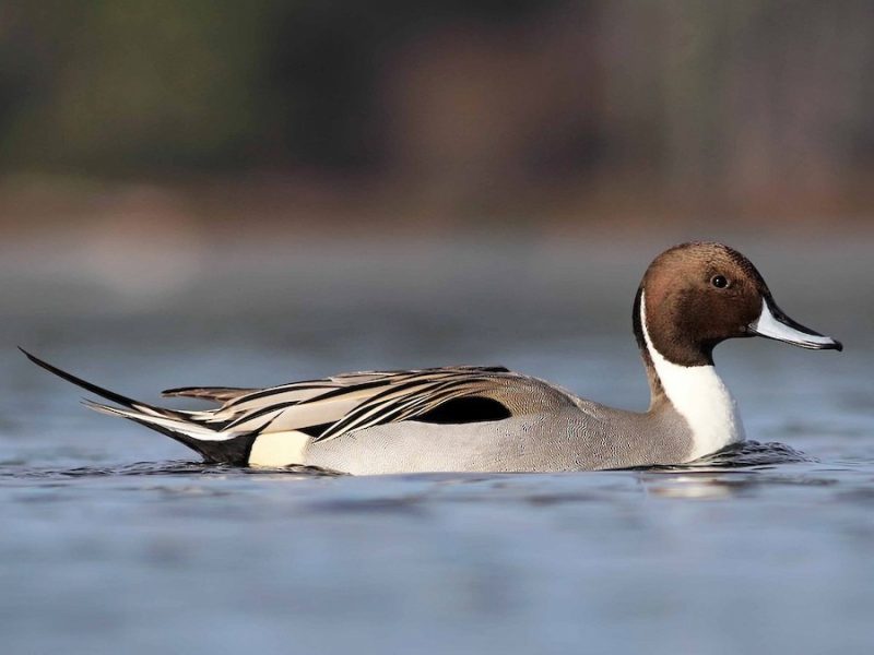 12 Duck Breeds in California