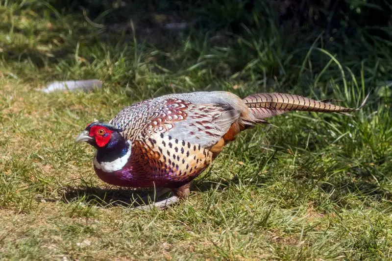 4 Quail and Pheasant Species of Michigan