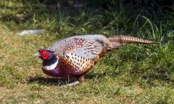 4 Quail and Pheasant Species of Michigan (with pictures)