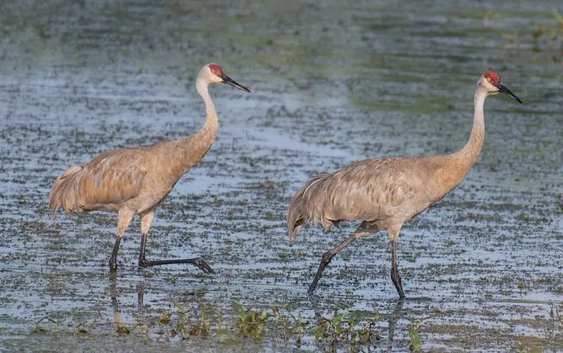 6 Wetland Birds You Should Know in Michigan