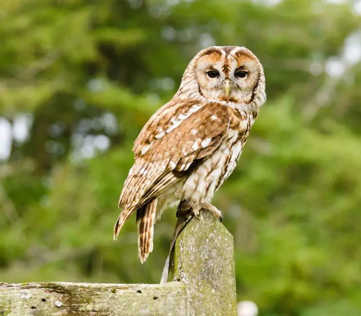 15 Most Unique and Special Bird Species Found Only in Idaho