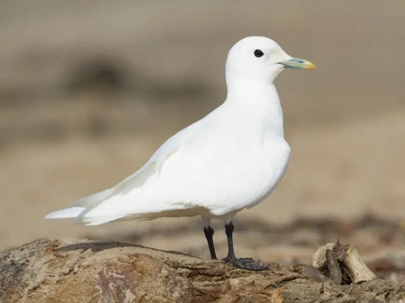 Birdwatching in Michigan: A Close Look at 31 Gull Species