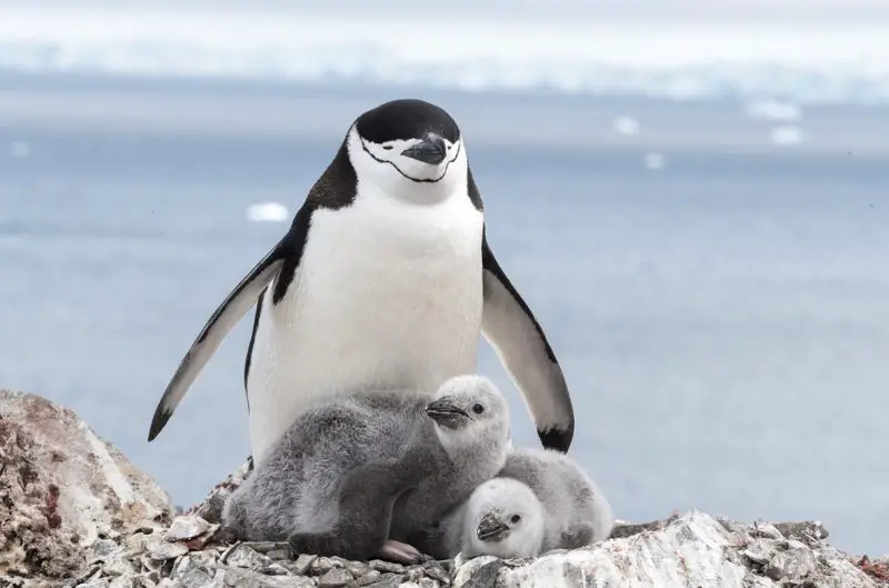 18 Species of Penguins in the World