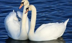 3 Swans of California: Tundra, Trumpeter, and Mute
