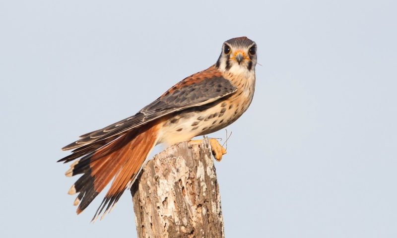 Top 3 Rare Falcons in Hawaii