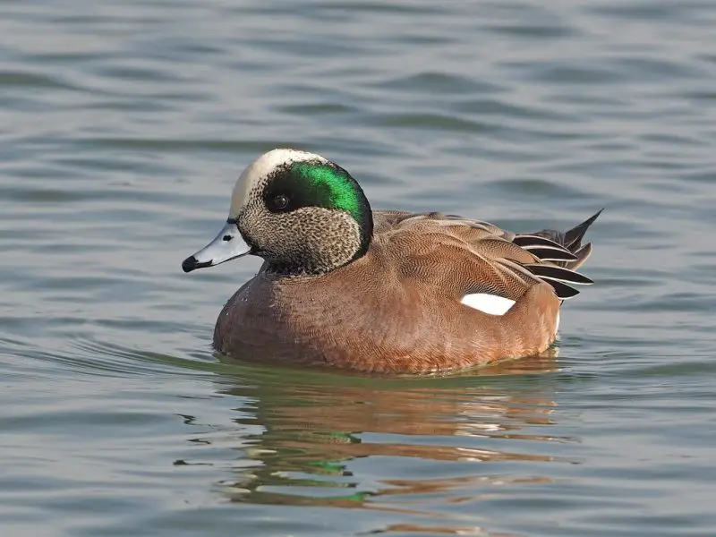 12 Duck Breeds in California